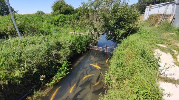 Фото: 3,5 га - рыбохозяйство! test