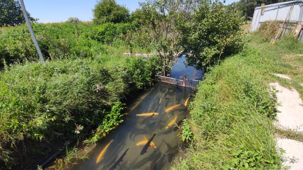 Фото: 3,5 га - рыбохозяйство! test