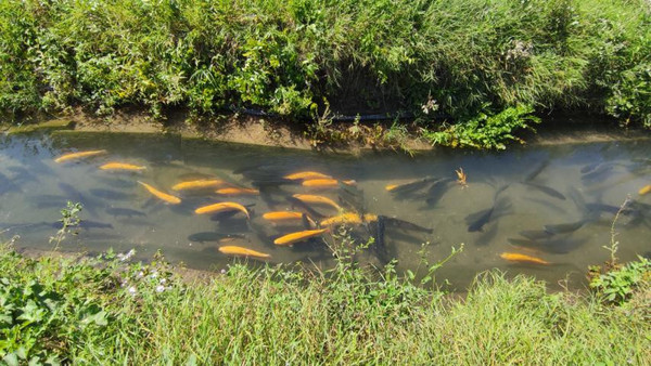 Фото: 3,5 га - рыбохозяйство! test