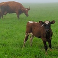 Участок на продажу в Визябоже, Полевая ул фото №2