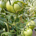 Участок на продажу в Брянске, МЮД ул фото №18