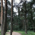 Квартира на продажу в Котельниках, Сосновая ул, 5к1 фото №8