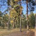 Участок на продажу в поселкеРепино ( Репино), Тихая ул фото №0