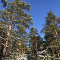 Участок на продажу в поселкеРепино ( Репино), Тихая ул фото №1