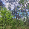 Участок на продажу в Красноярске, Лесная ул, 423кз фото №2