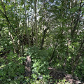 Участок на продажу в Красном Селе, Большая Горская (Дудергоф тер.) ул, 3А фото №4