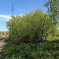 Участок на продажу в Верном Путь, Дормаш-5 снт фото №1