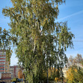 Квартира на продажу в Йошкар-Оле, Димитрова ул, 75 фото №19