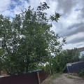 Участок на продажу в садоводческом некоммерческом товариществе Ростсельмашевец-2 (тер. ДНТ Ростсельмашевец-2), Ростсельмашевец-2 тер. ДНТ фото №1