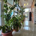 Гостиница на продажу в Анапе, Морская ул, 18А фото №7