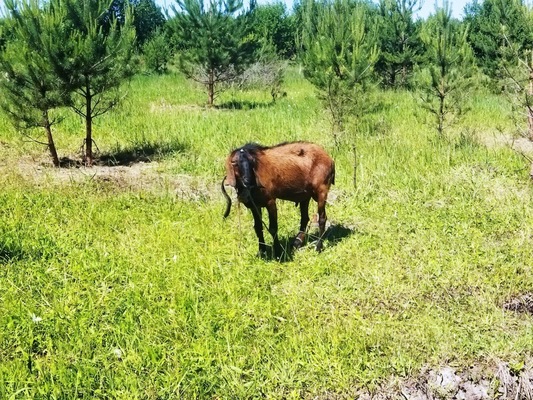 Продам участок 10 соток, ИЖС, поселок Белугино, Белугино д, 95 км от города
