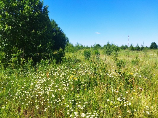 Продам участок 20 соток, ИЖС, поселок Белугино, Белугино д, 95 км от города