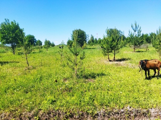 Продам участок 10 соток, ИЖС, поселок Белугино, Белугино д, 95 км от города