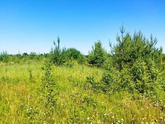 Продам участок 10 соток, ИЖС, поселок Белугино, Белугино д, 95 км от города