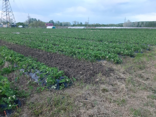 Продам землю для коммерческого использования 2 соток, Фермерское хоз., Курганная ул, Кубанская ст-ца