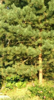 Продам участок 12 соток, Фермерское хоз., Талицы д, 0 км от города