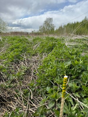 Продам участок 10 соток, ИЖС, Ленина ул, Большой Исток п, 5 км от города