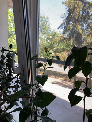 Продам двухкомнатную (2-комн.) квартиру, Псковская ул, 18, Великий Новгород г