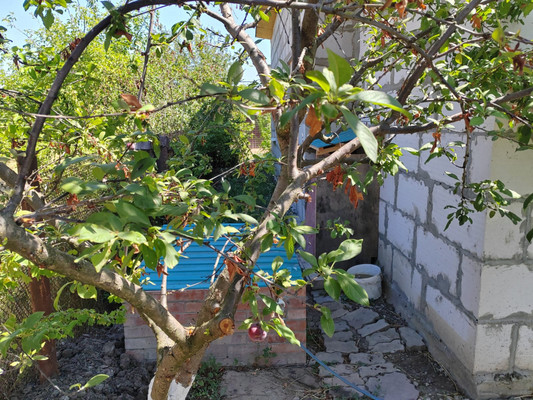 Продам дачу, Речник тер. СНТ, 673, Дорожный п, 0 км от города