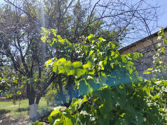 Продам дачу, Речник тер. СНТ, 673, Дорожный п, 0 км от города