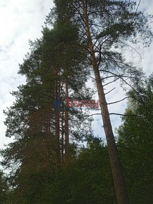 Продам участок 800 соток, ИЖС, Коркино д, 15 км от города