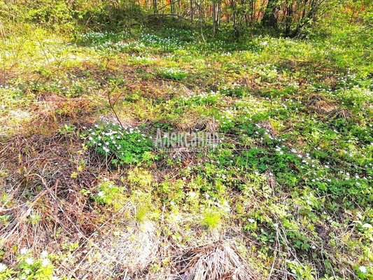 Продам участок 11 соток, ИЖС, Речная ул, Сосново п, 74 км от города