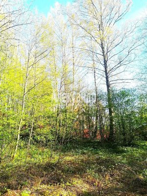 Продам участок 11 соток, ИЖС, Речная ул, Сосново п, 74 км от города