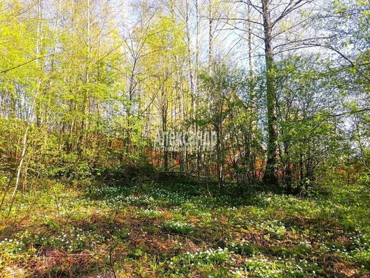 Продам участок 11 соток, ИЖС, Речная ул, Сосново п, 74 км от города