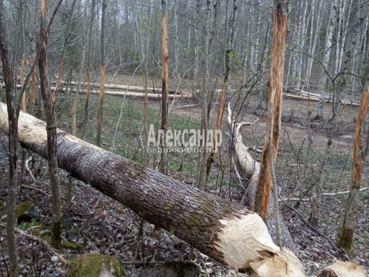 Продам участок 610 соток, Фермерское хоз., Торфяное п, 127 км от города