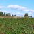 Продам участок 20 соток, СНТ, Речная ул, Мельниково п, 149 км от города