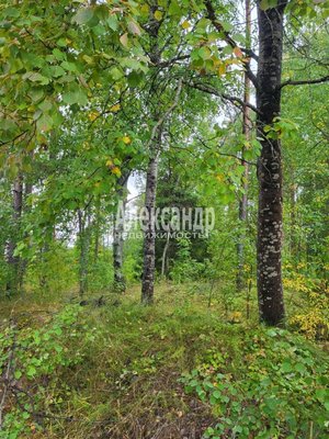 Продам участок 39,22 соток, ИЖС, Райвио п, 220 км от города