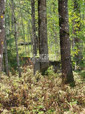 Продам участок 39,22 соток, ИЖС, Райвио п, 220 км от города