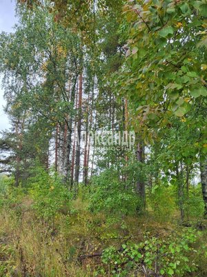 Продам участок 39,22 соток, ИЖС, Райвио п, 220 км от города