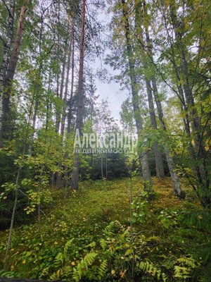 Продам участок 39,22 соток, ИЖС, Райвио п, 220 км от города