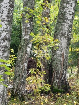 Продам участок 39,22 соток, ИЖС, Райвио п, 220 км от города