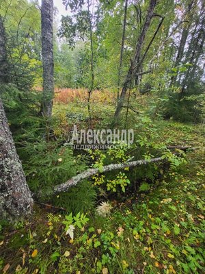 Продам участок 39,22 соток, ИЖС, Райвио п, 220 км от города