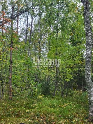 Продам участок 39,22 соток, ИЖС, Райвио п, 220 км от города