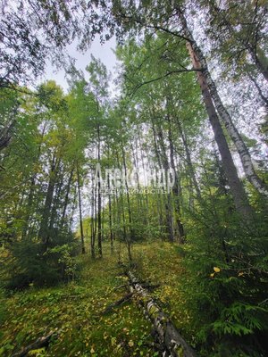 Продам участок 39,22 соток, ИЖС, Райвио п, 220 км от города