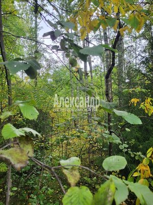 Продам участок 39,22 соток, ИЖС, Райвио п, 220 км от города