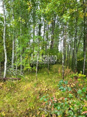 Продам участок 39,22 соток, ИЖС, Райвио п, 220 км от города