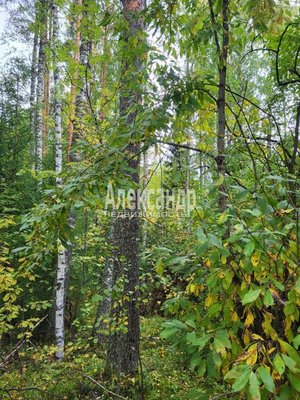 Продам участок 39,22 соток, ИЖС, Райвио п, 220 км от города