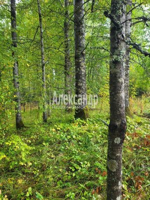 Продам участок 39,22 соток, ИЖС, Райвио п, 220 км от города