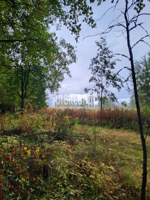 Продам участок 39,22 соток, ИЖС, Райвио п, 220 км от города