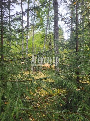 Продам участок 39,22 соток, ИЖС, Райвио п, 220 км от города