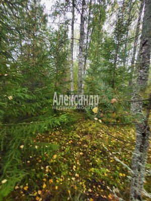 Продам участок 39,22 соток, ИЖС, Райвио п, 220 км от города