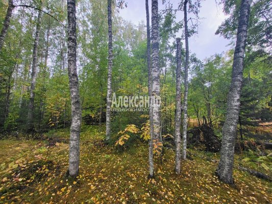 Продам участок 39,22 соток, ИЖС, Райвио п, 220 км от города