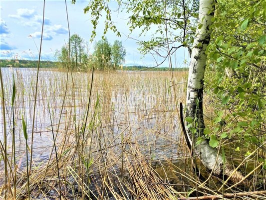 Продам участок 30 соток, ИЖС, Торфяное п, 114 км от города
