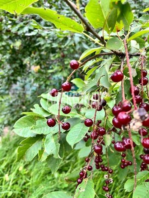 Продам дом в поселке СНТ Балтиец, Лесная (Восход тер. СНТ) ул, 133, Лемболово массив, 46 км от города