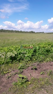 Продам участок 190 соток, ИЖС, Светлая ул, Гончарово п, 132 км от города