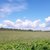 Продам участок 190 соток, ИЖС, Светлая ул, Гончарово п, 132 км от города